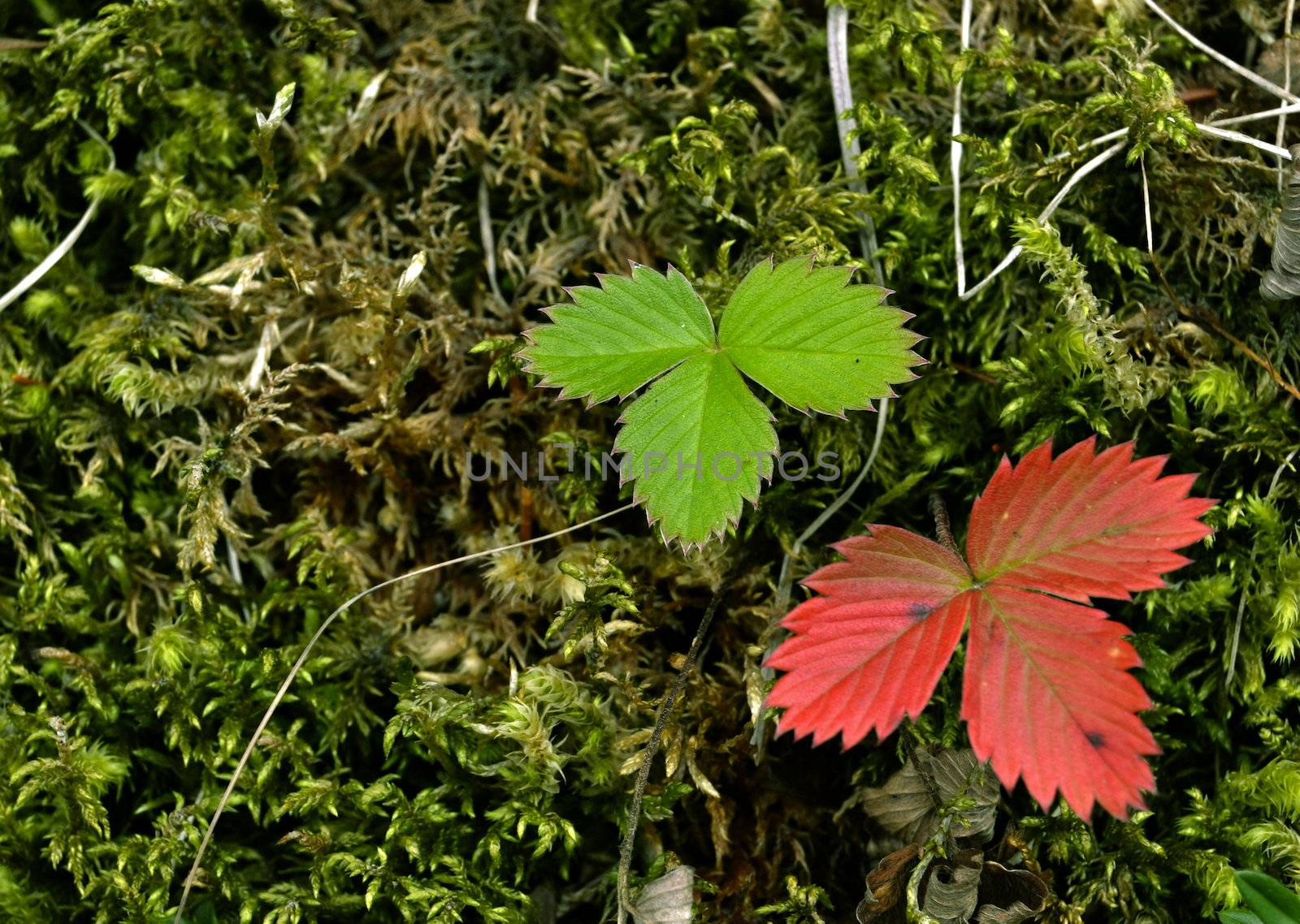 autumn strawberry leaves