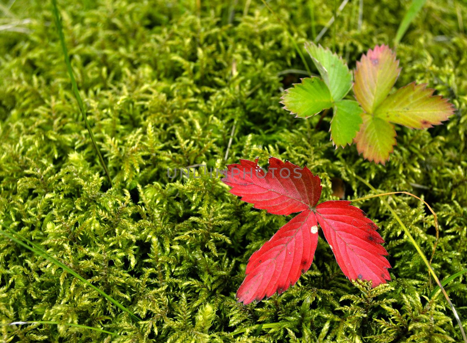 strawberry leaves on moss by Ahojdoma