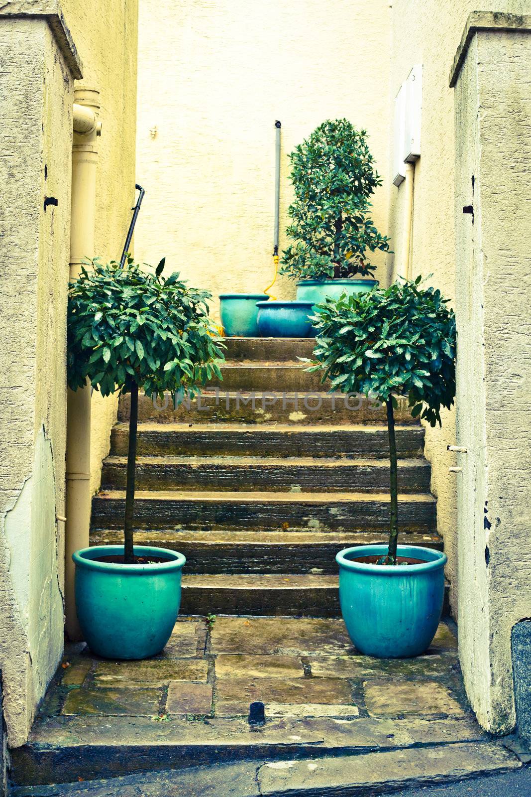 Pair of laurel plants next to concrete steps