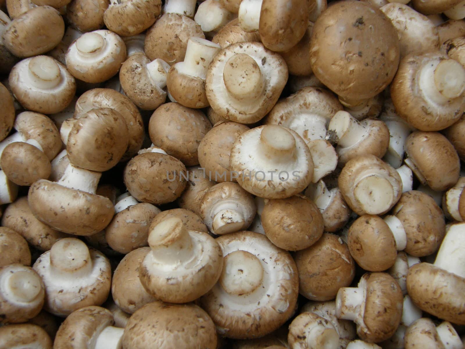 Variety of Mushrooms