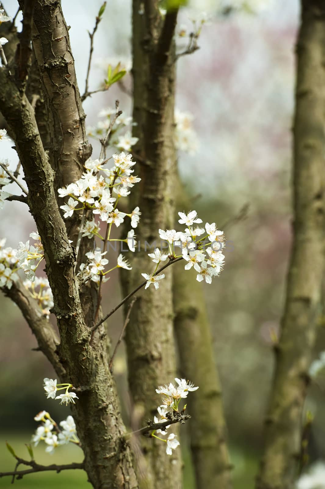 white plum blossom in a garden at spring by jackq