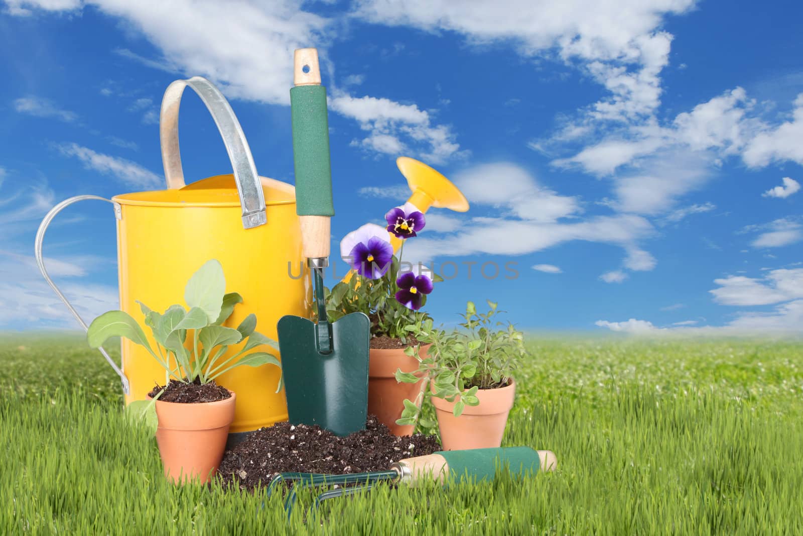 Flowers and Herbs planted in Spring Time by tobkatrina