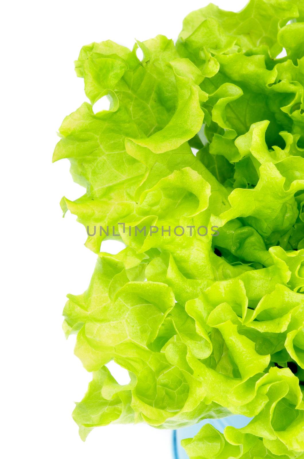 Perfect Green Lettuce isolated on white background