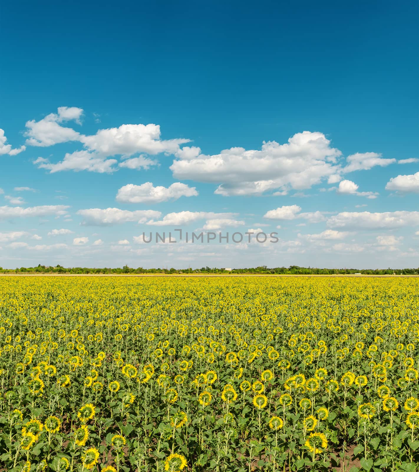 field with back side of sunflowers and sky with clouds