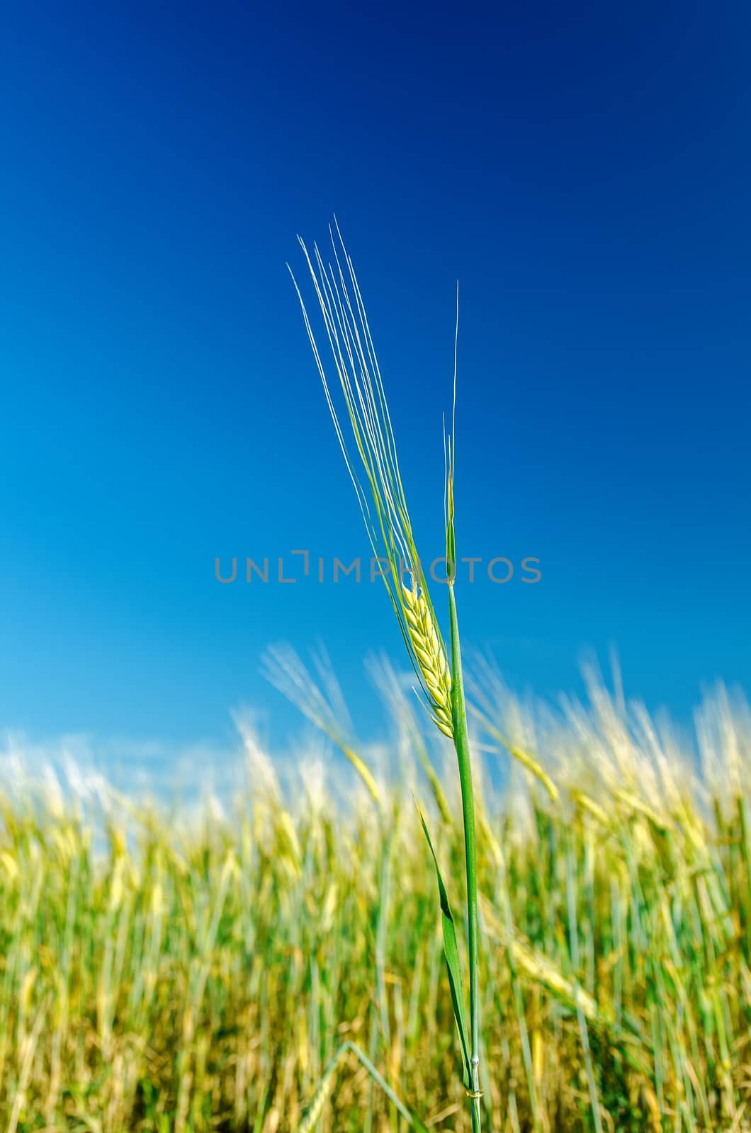 green ear of wheat under deep blue sky