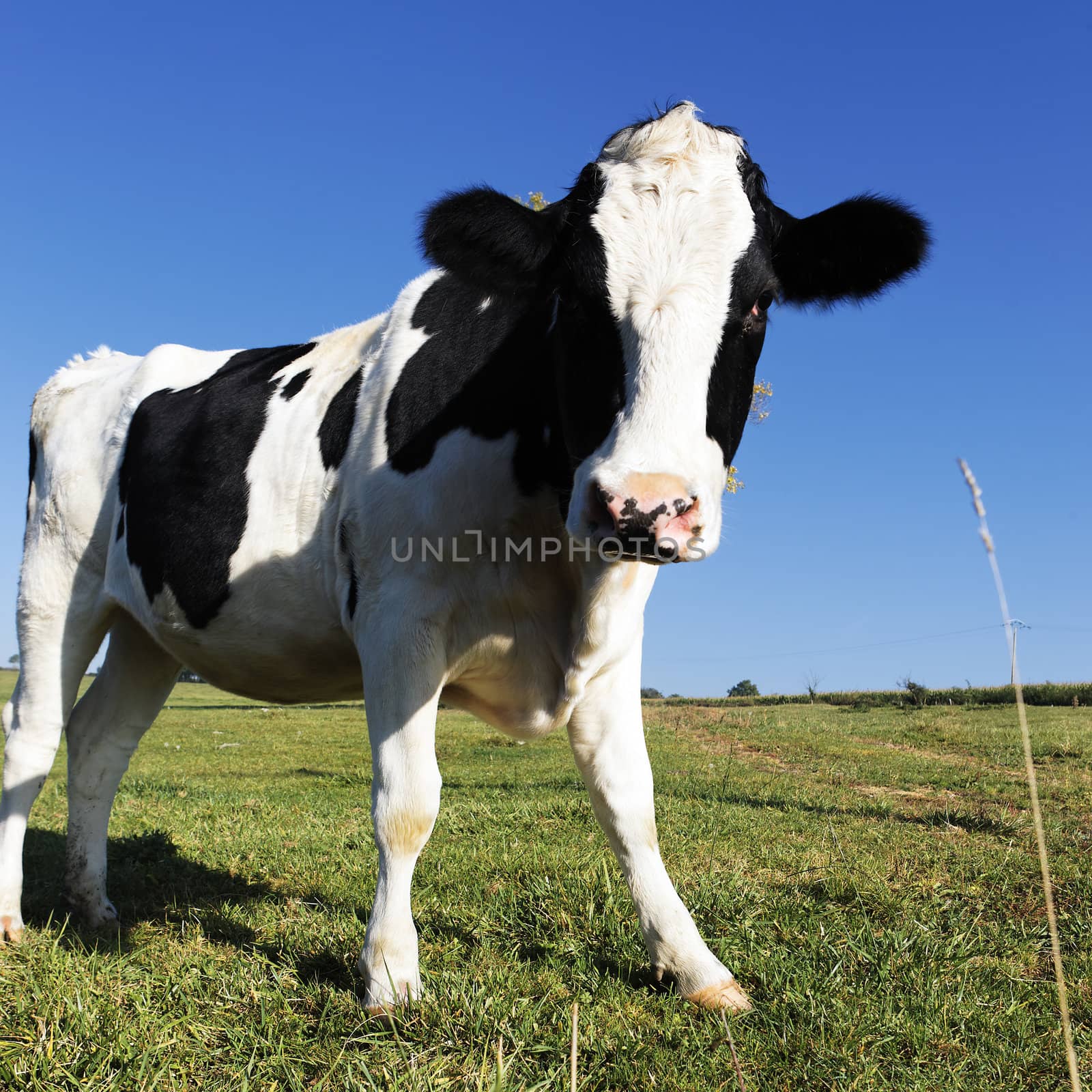 black and white cow on green grass with blue sky