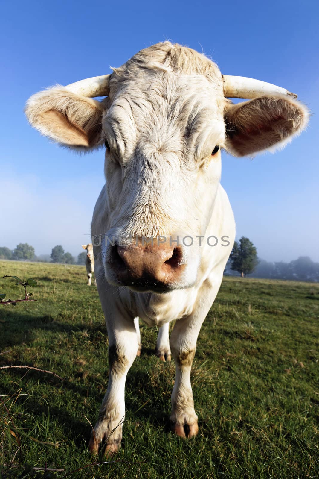 portrait of white calf in the morning