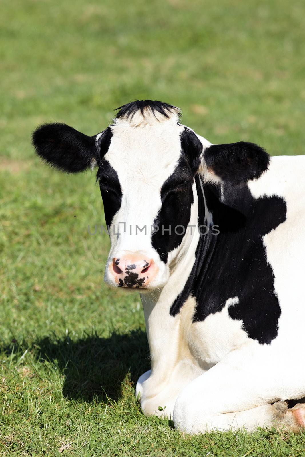 Portrait of black and white cow lying down