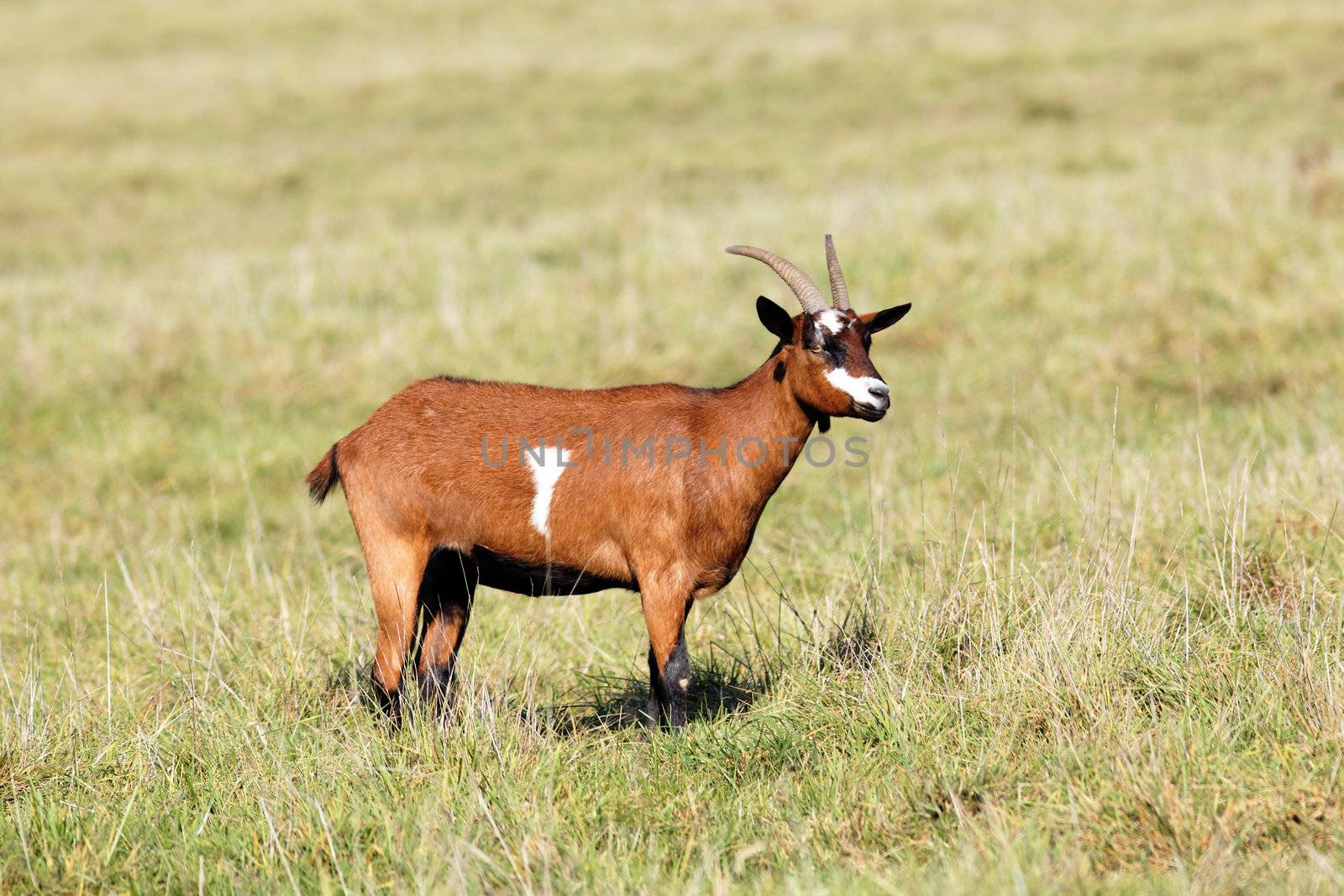 goat in a field in morning light