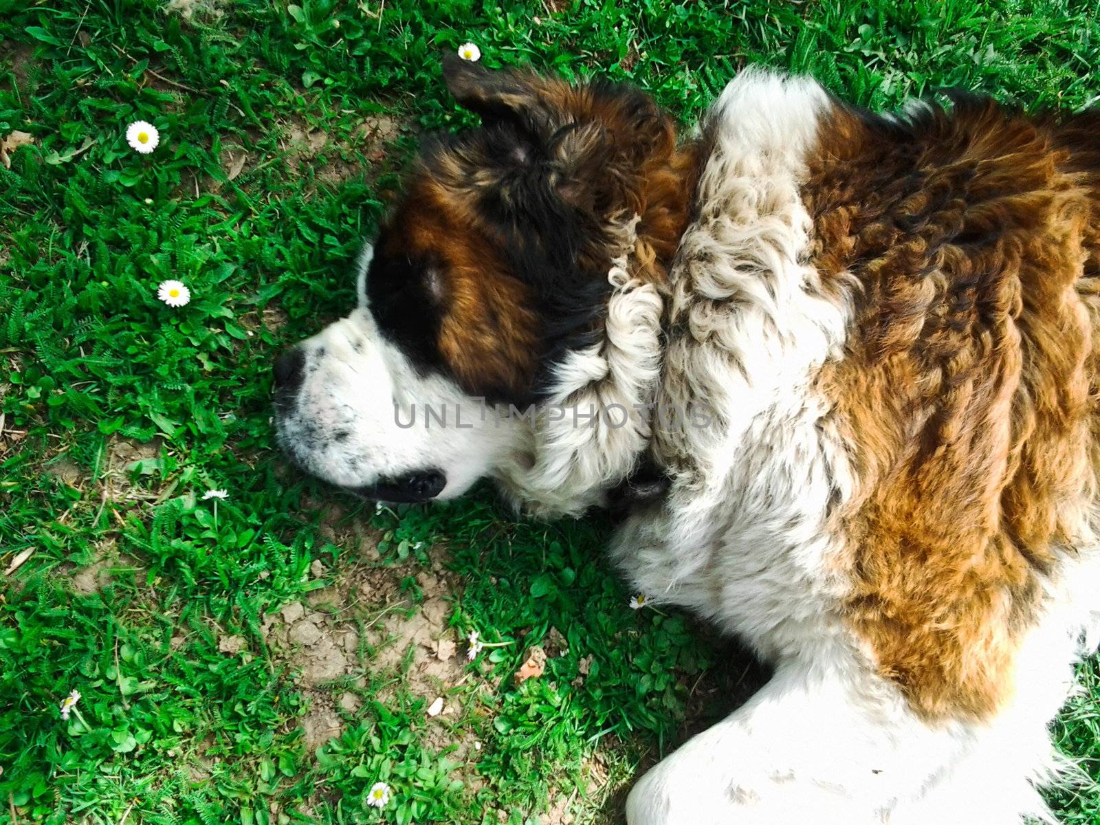 Beautiful Saint Bernard dog