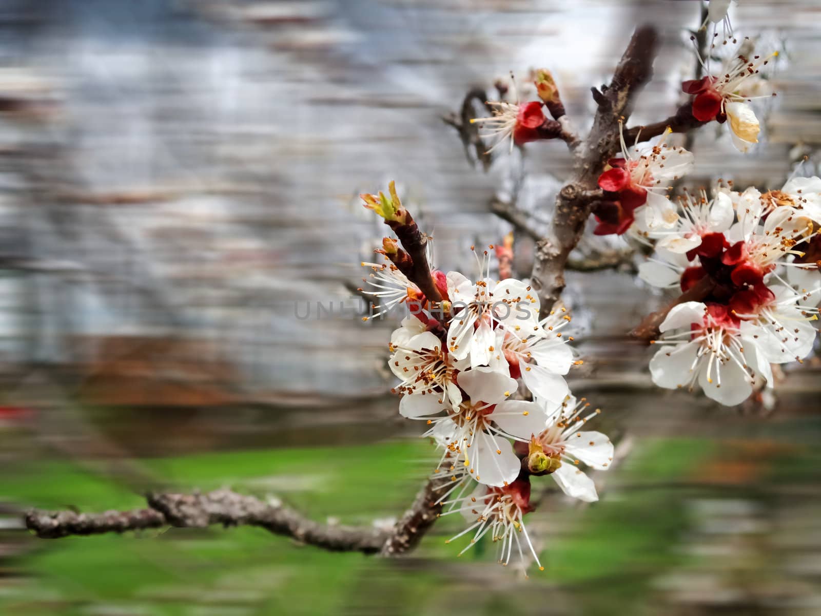 spring tree background, a close-up of white cherry flowers by MalyDesigner