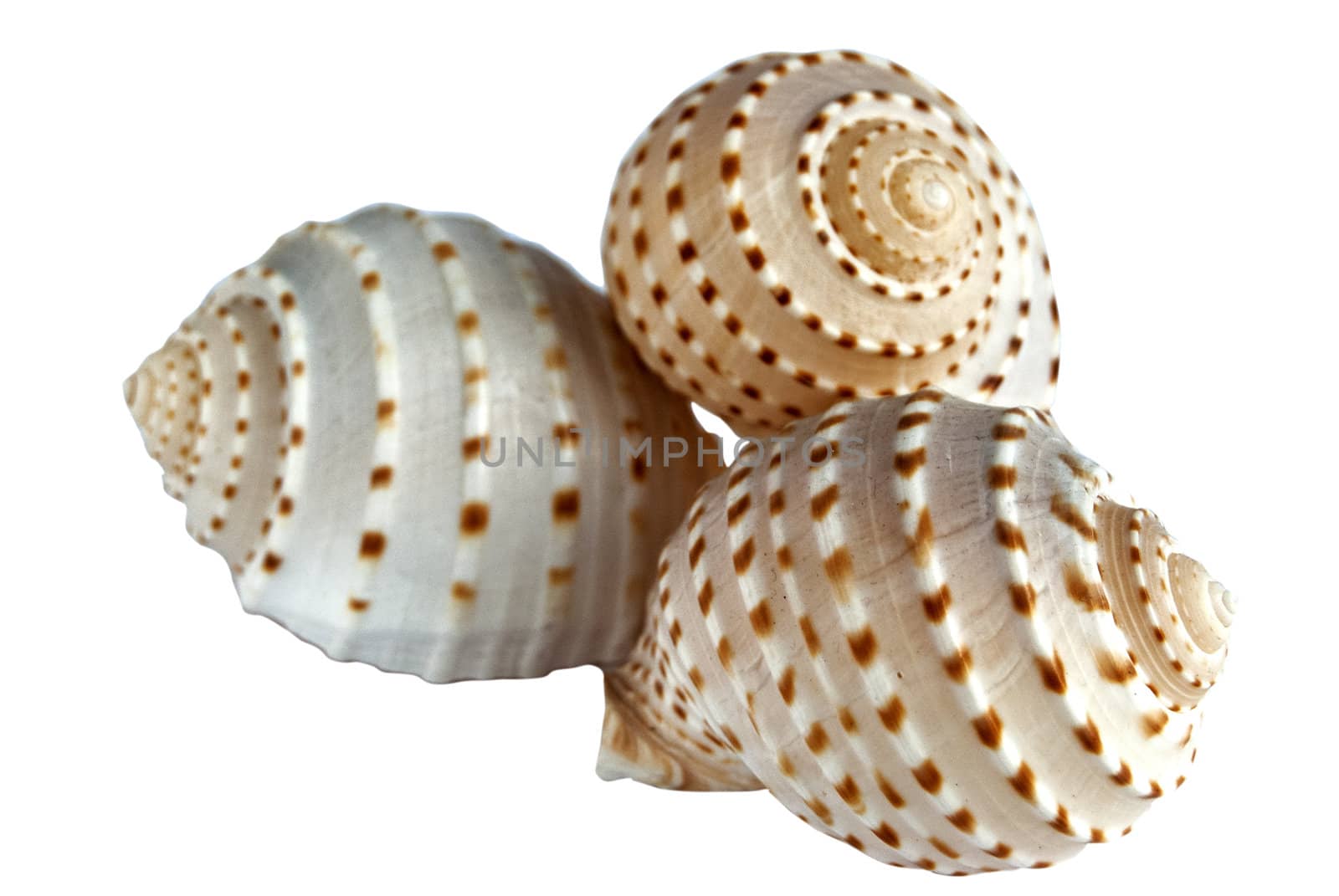 Three hollow conch shells on white background