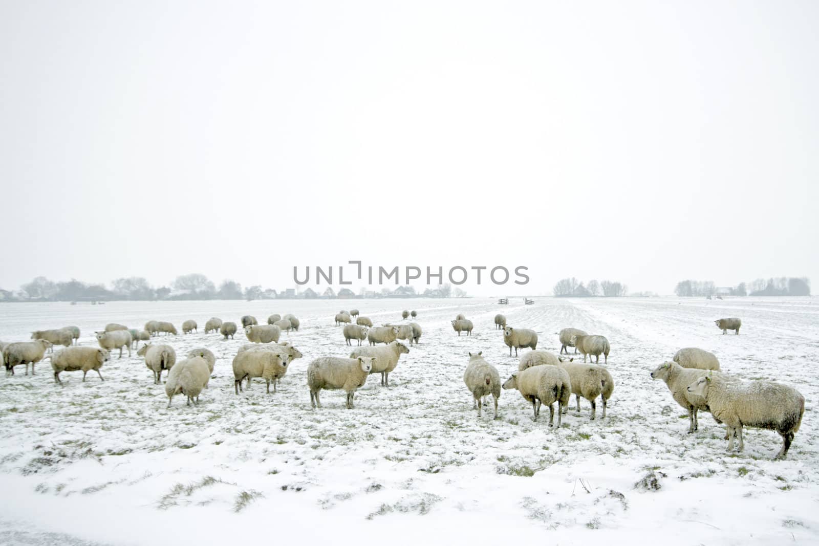 Sheep in the countryside from the Netherlands in winter
