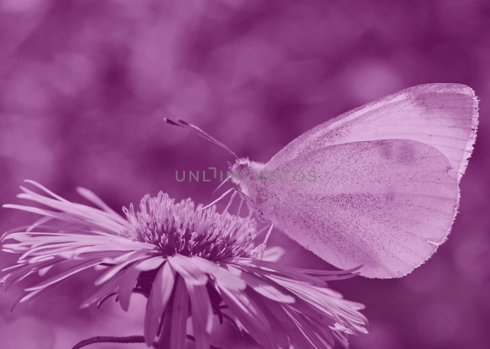 white cabbage butterfly on flower