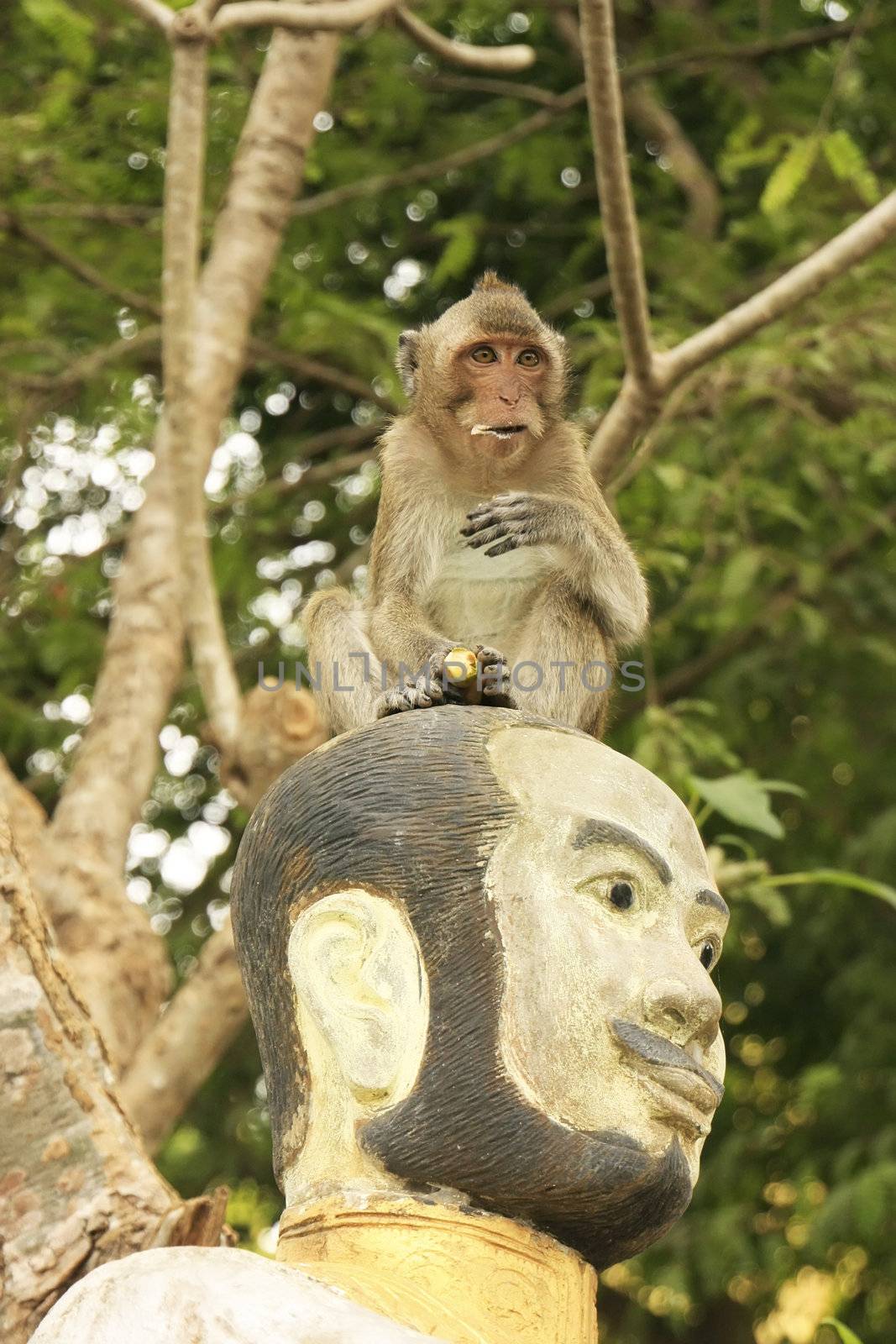 Long-tailed macaque playing at Phnom Sampeau, Battambang, Cambodia, Southeast Asia