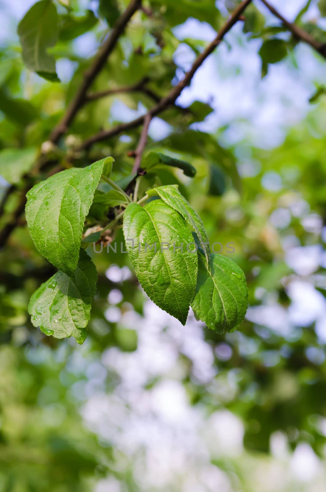 green leaf on apple tree. Summer background