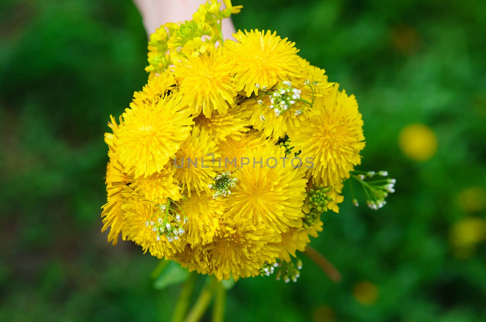 hand holding bunch of bright yellow flowers on a blur green backgrounds.