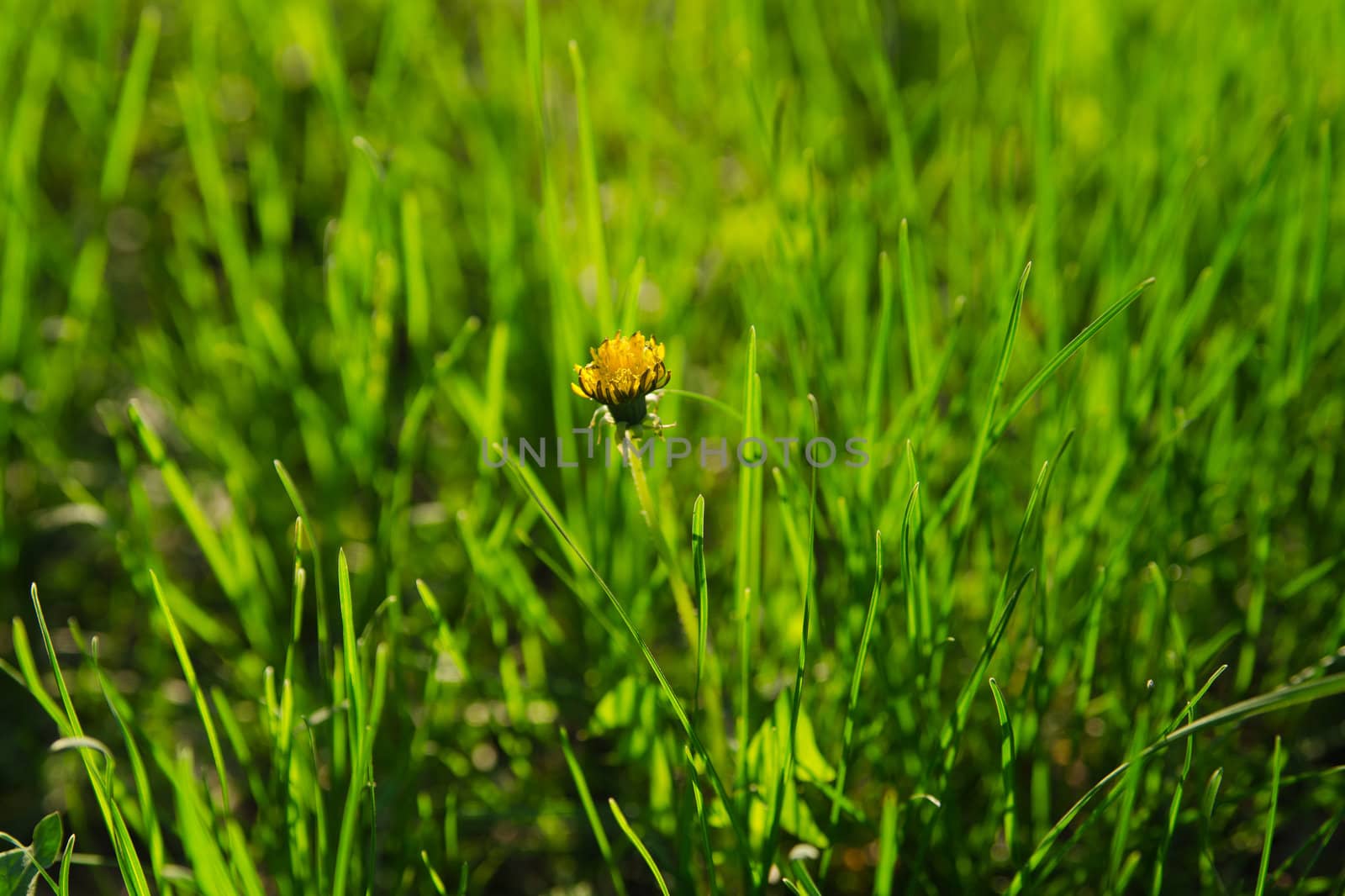 one small flower on a green blur background. Evening time by docer2000