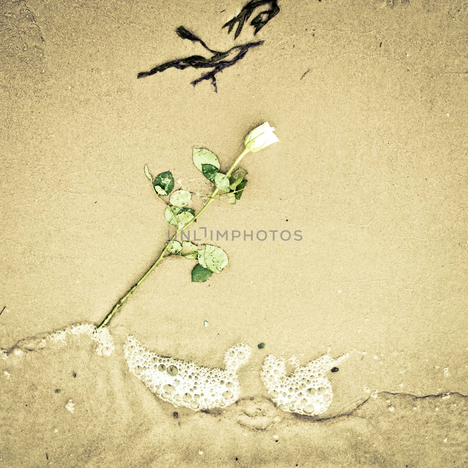 A white rose dropped on a sandy beach