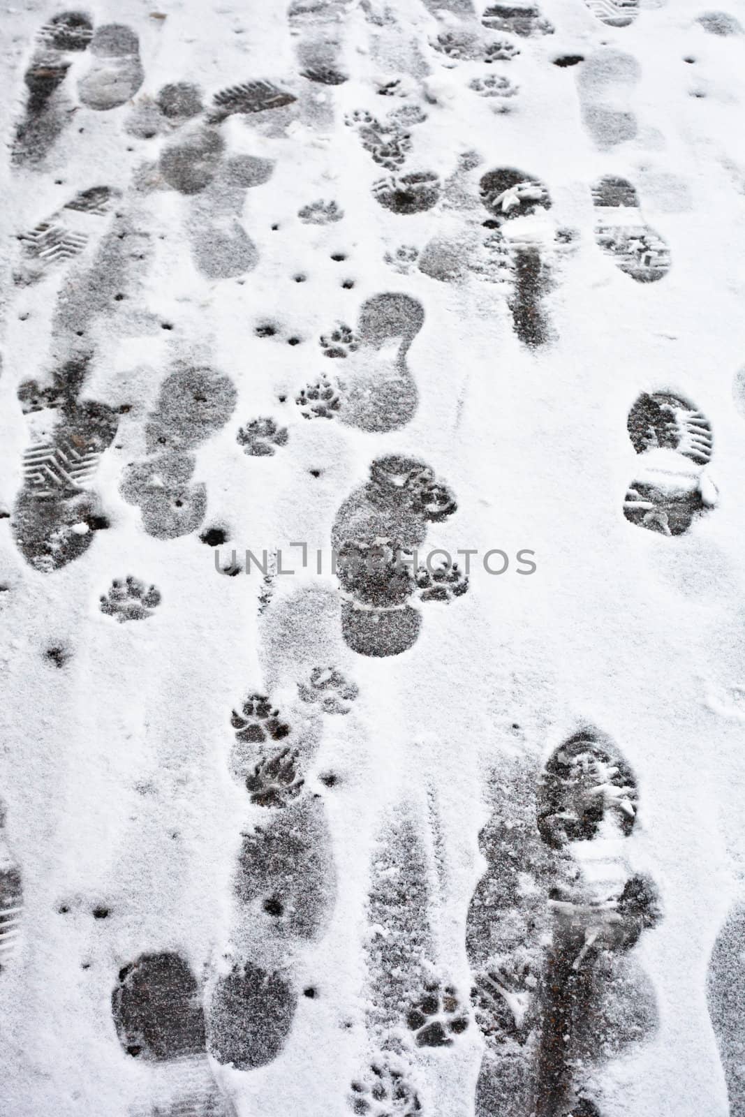 Many footprints and pawprints in the snow