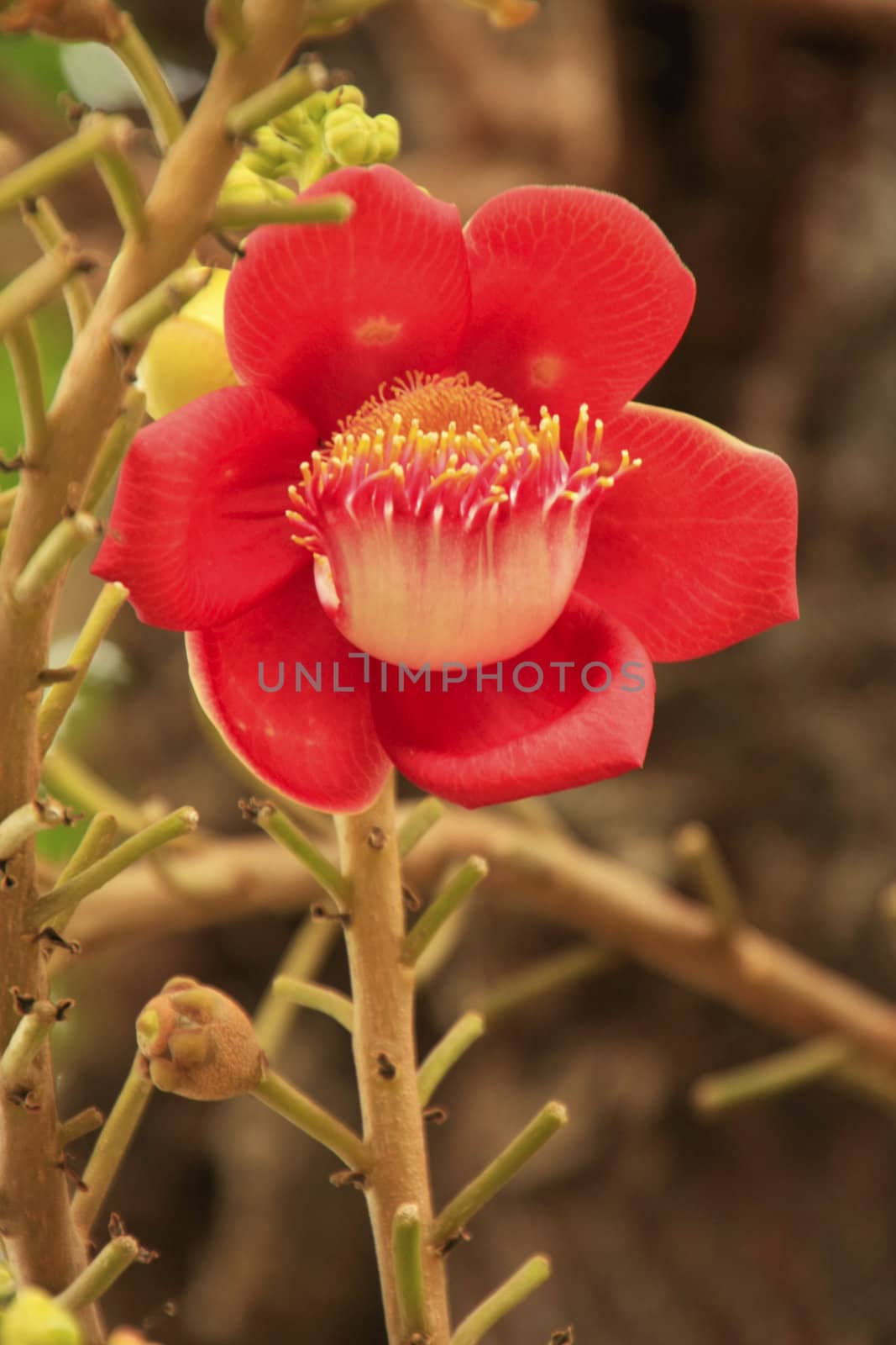 Flower of Shorea Robusta tree