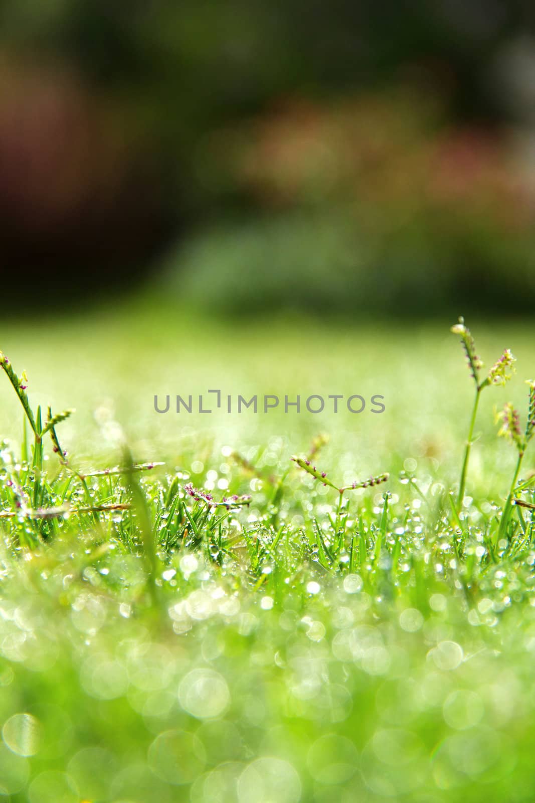 image of fresh spring green grass by ponsulak