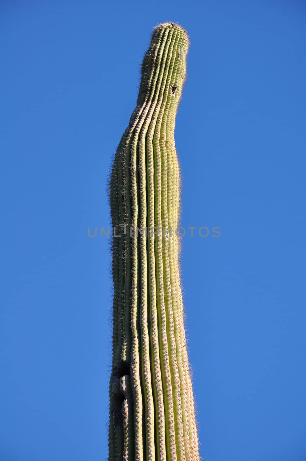 Cactus in the Desert