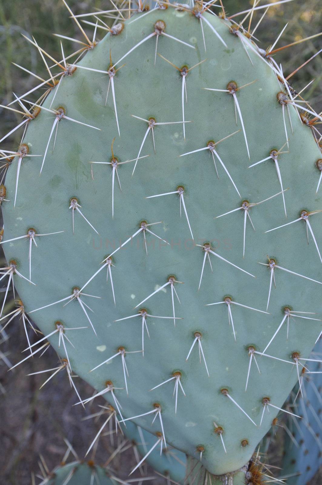 Cactus in the Desert