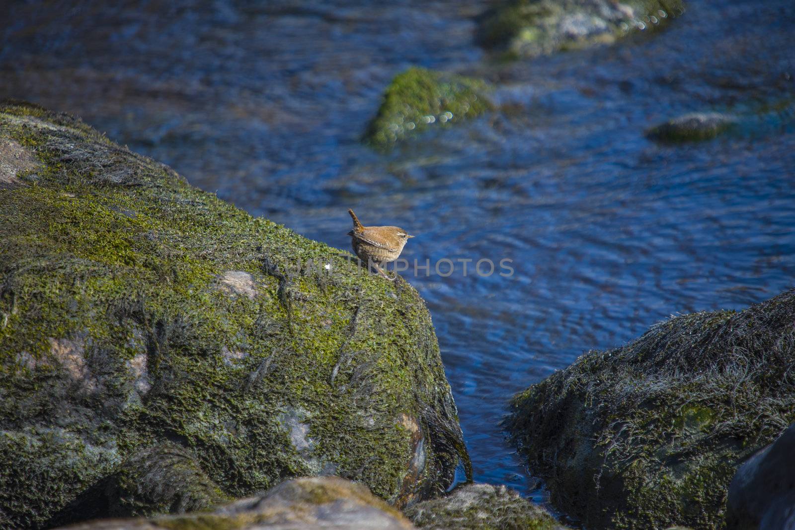 It is amazing that such a tiny little bird can make as much and beautiful sound. The picture is shot in the Tista waterfall in Halden, Norway one day in April 2013.