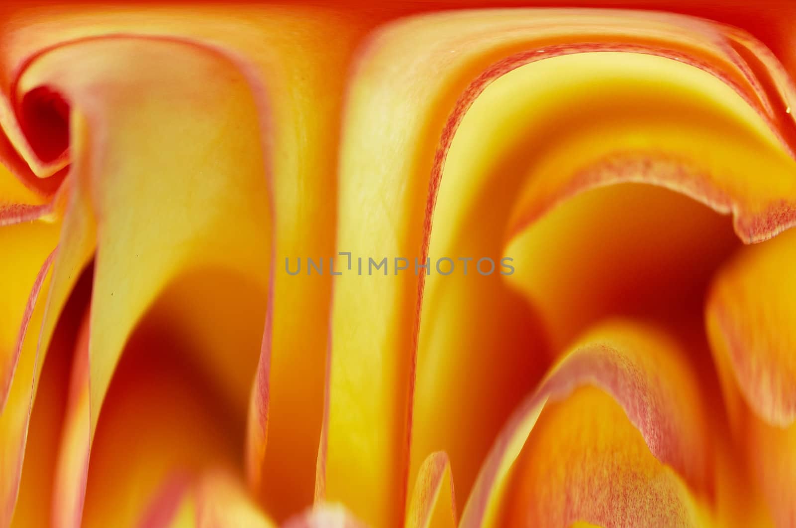 Close-up (macro) of the bloom