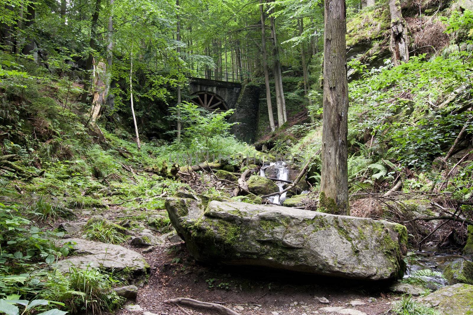 Forest - deciduous forest with ravines in the autumn