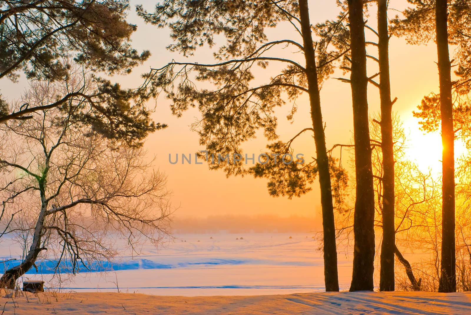 The trunks of the pines on the shore of a frozen lake in the rays of the rising sun