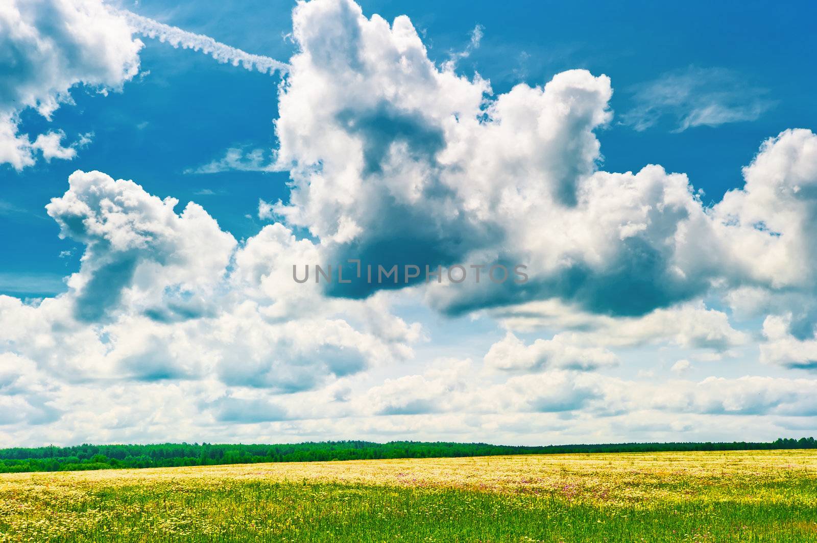 Beautiful clouds over the field chamomile by kosmsos111