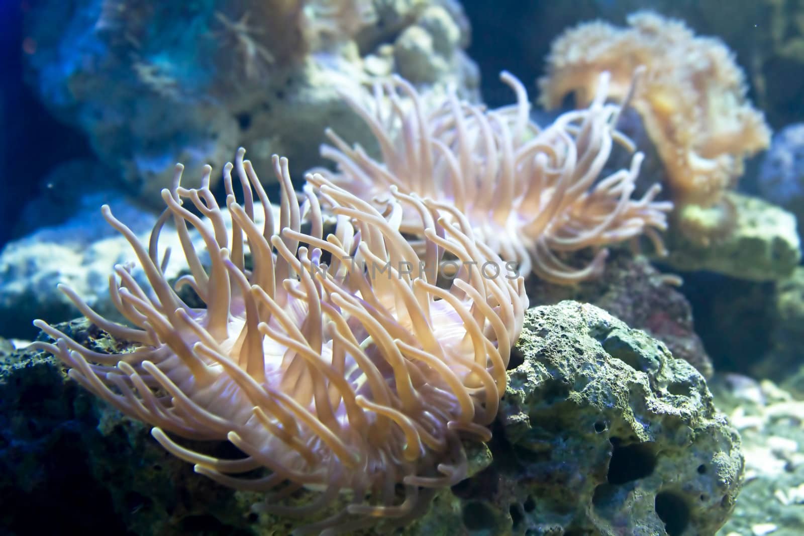 Beautiful coral in aquarium 