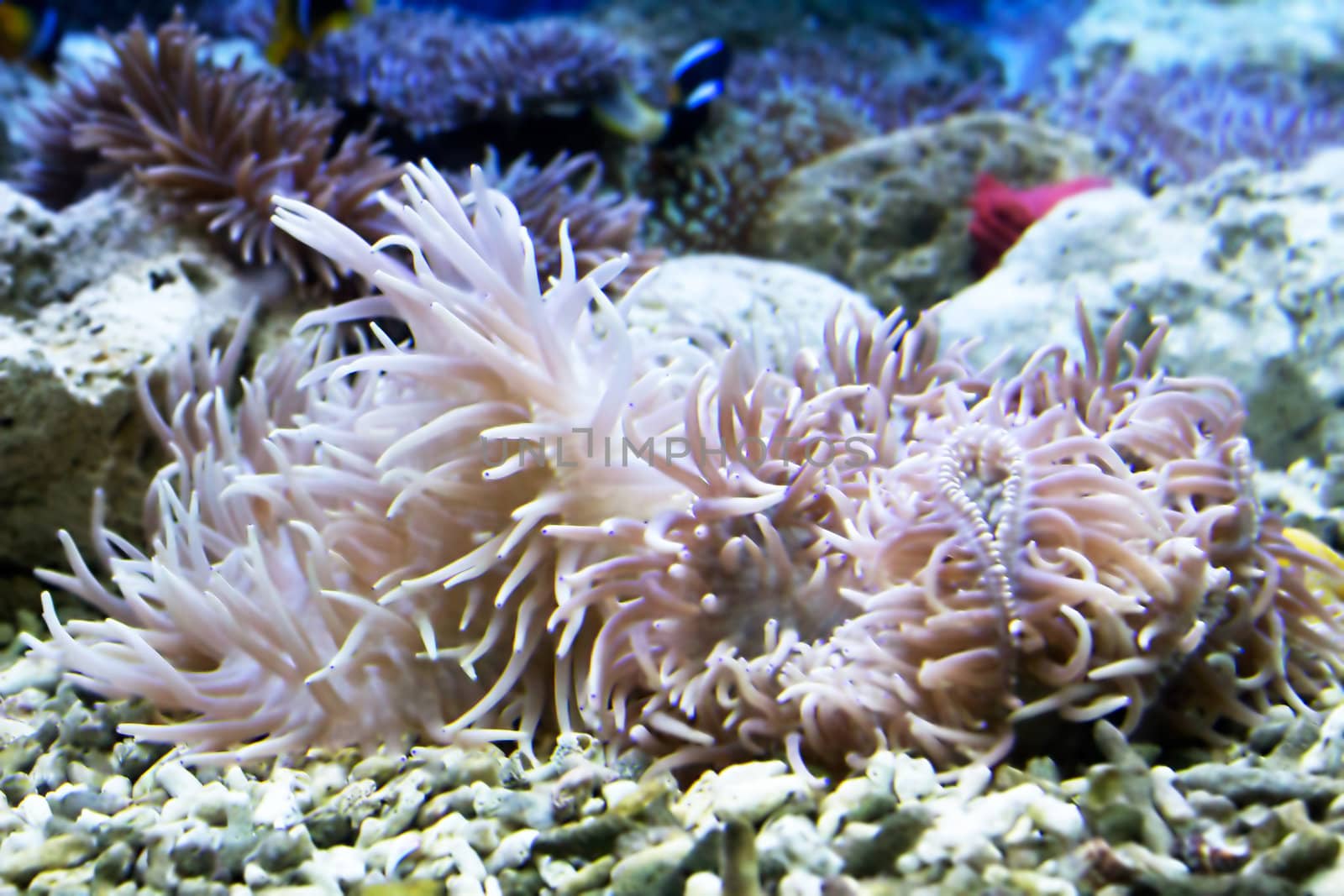 Beautiful coral in the sea