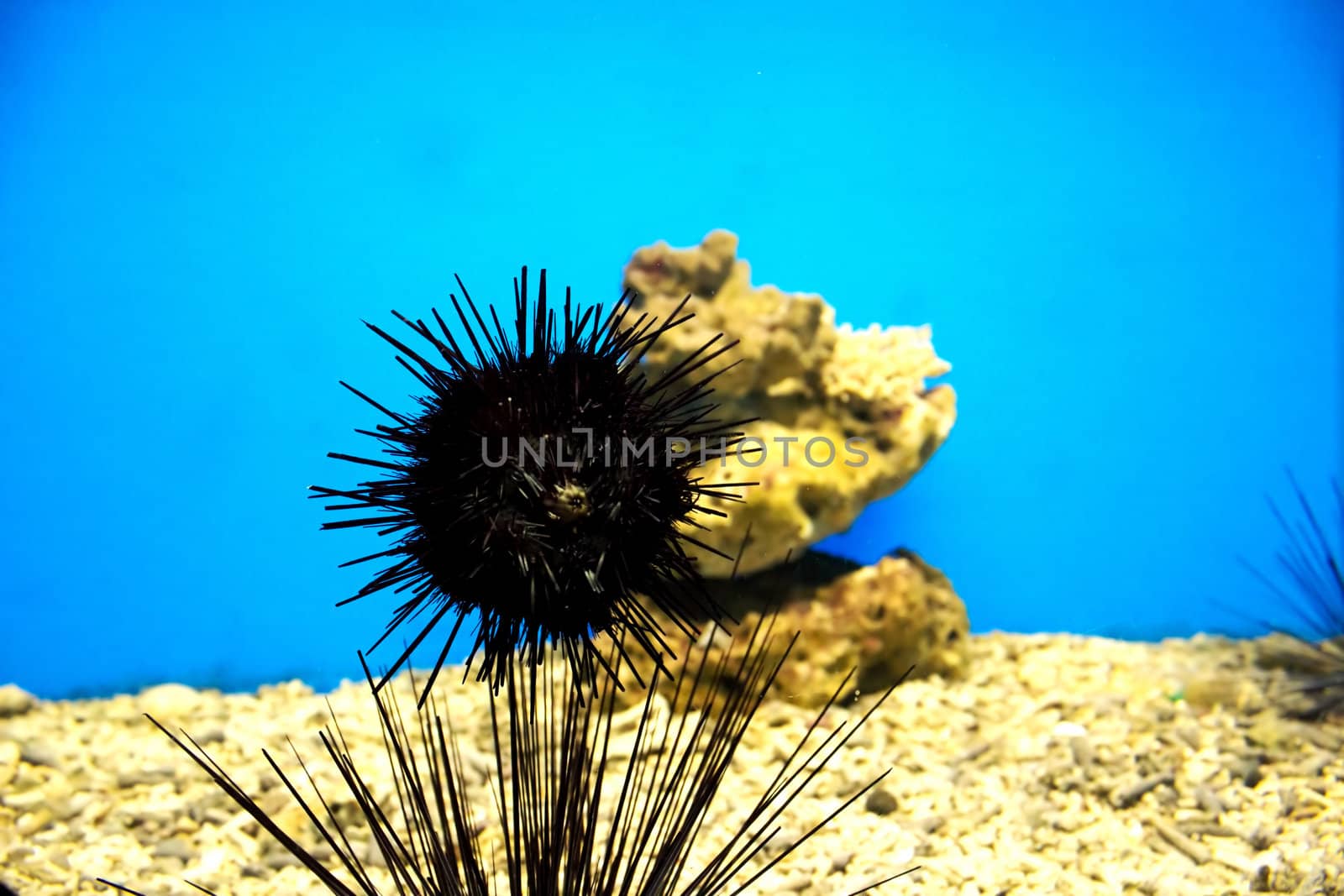 Beautiful sea ​​urchinsl in aquarium