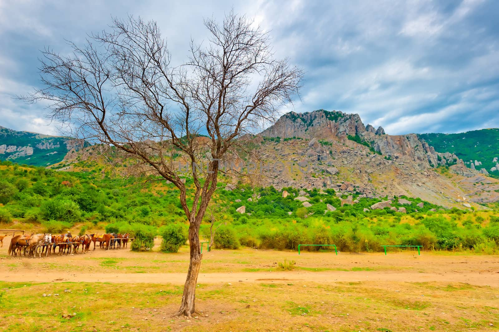 Picturesque dry tree at the foot of the mountain Demerdzhi. Crimea. Ukraine