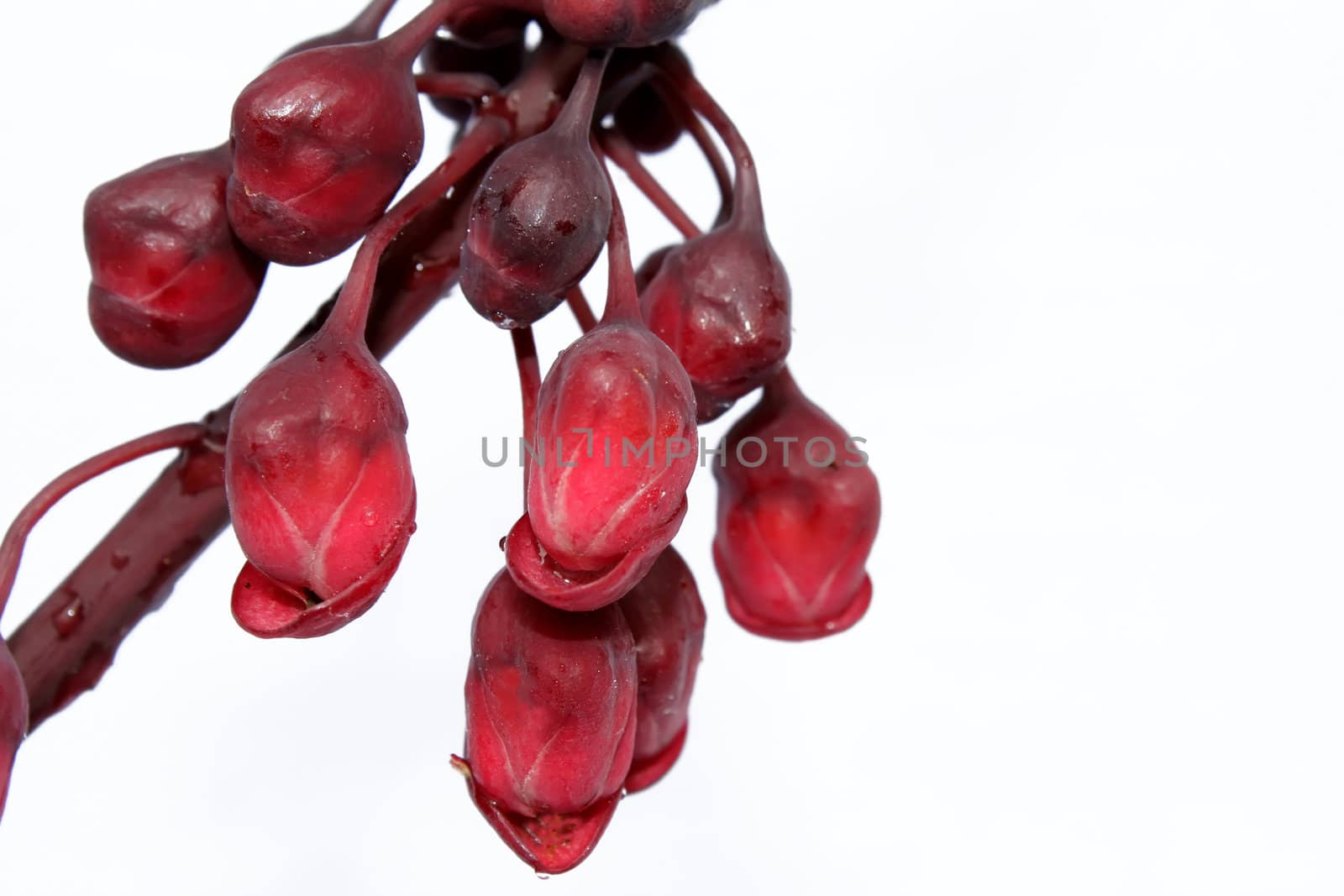 red flower isolated on white background 