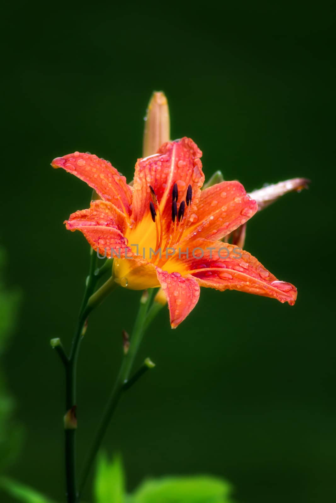 Orange Daylily After the Rain by wolterk