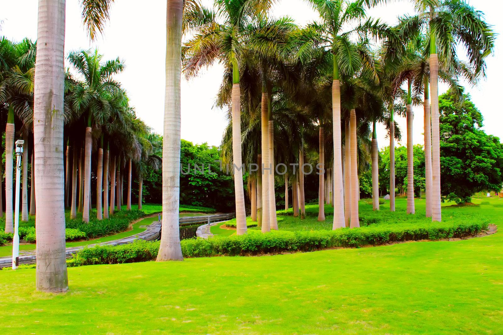 palm trees in the park