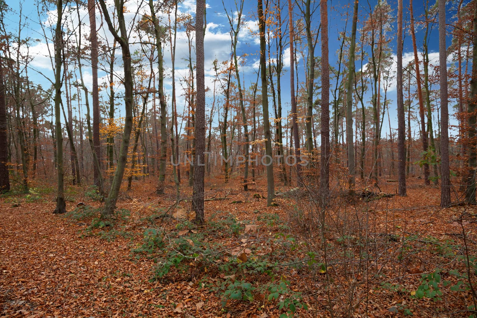 abandoned alley in the forest on autumn