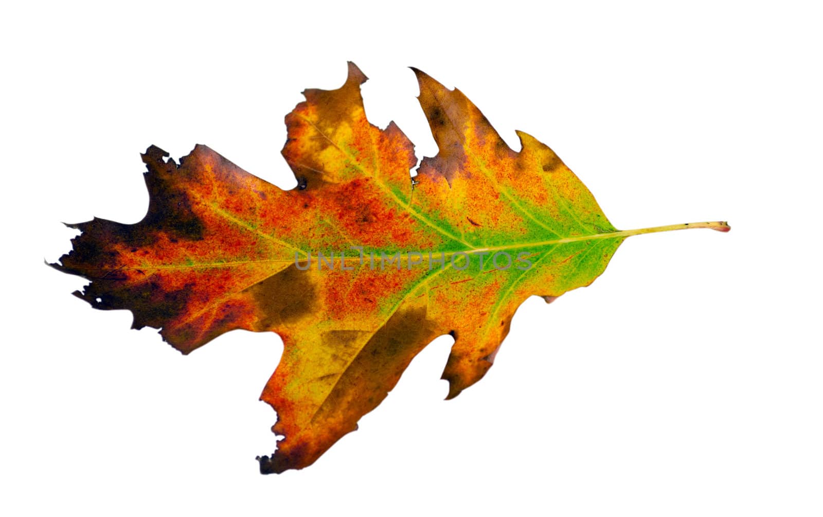 varicoloured decorative oak leaf isolated on white background