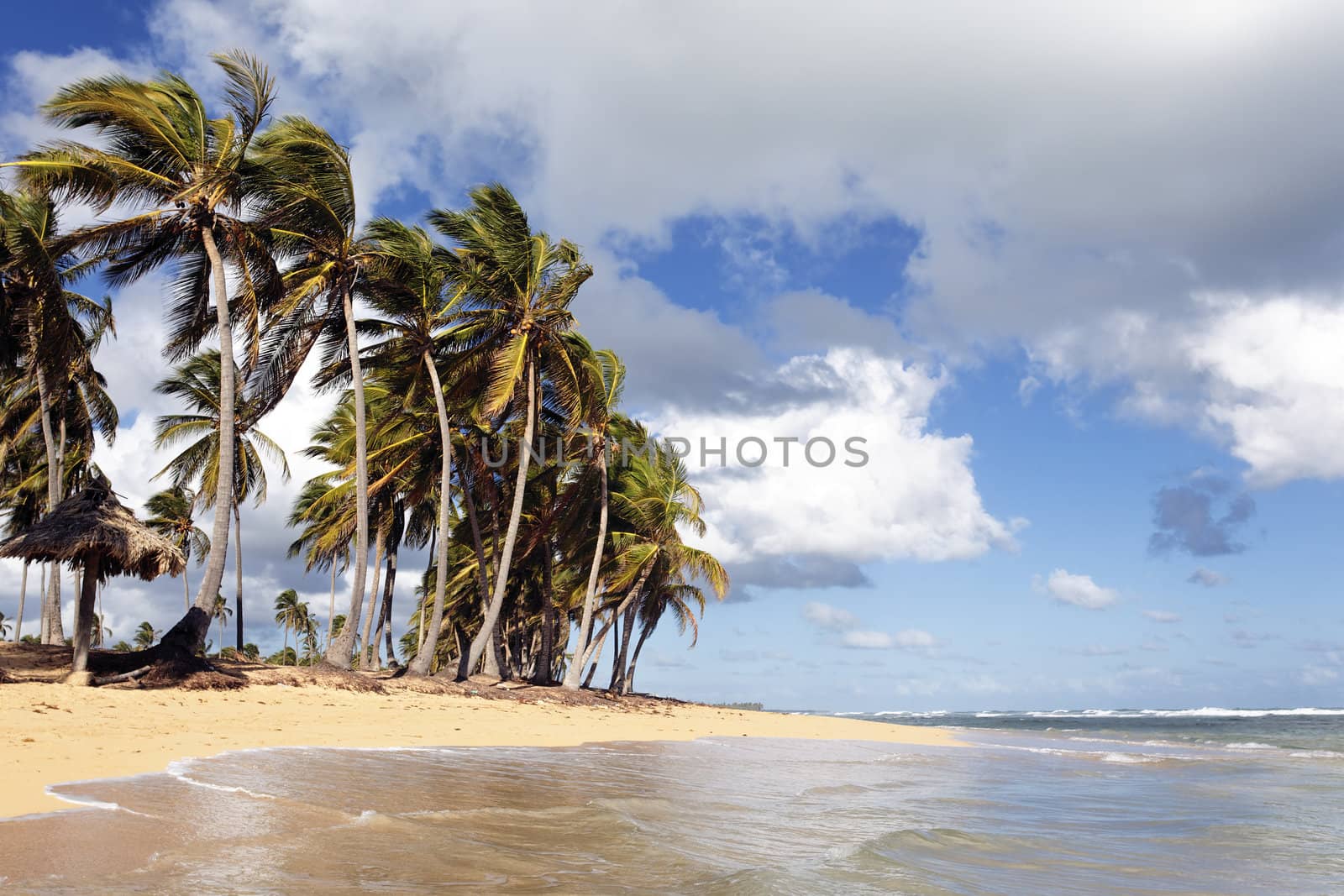 caribbean beach with palm trees and clouds