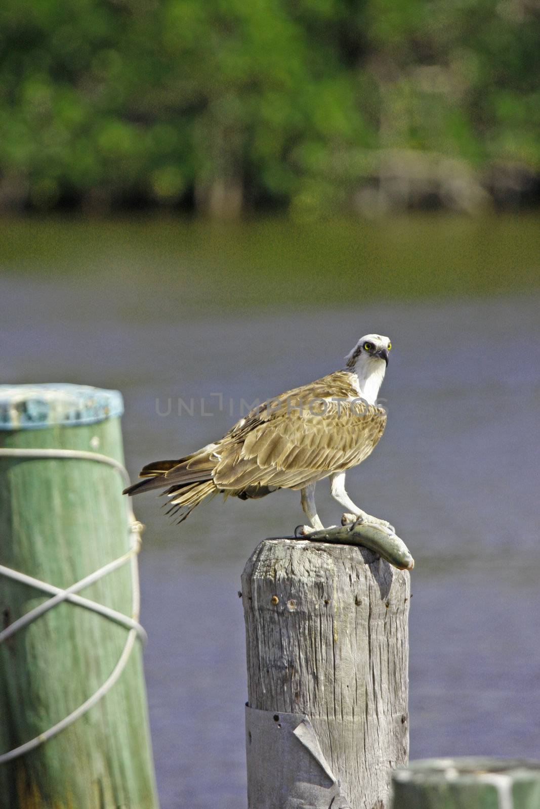 Osprey (Pandion haliaetus)