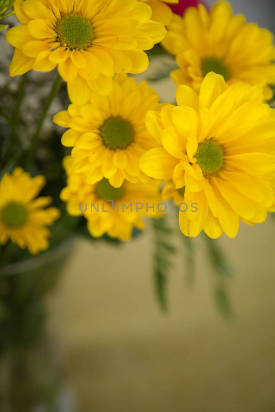 yellow flowers closeup