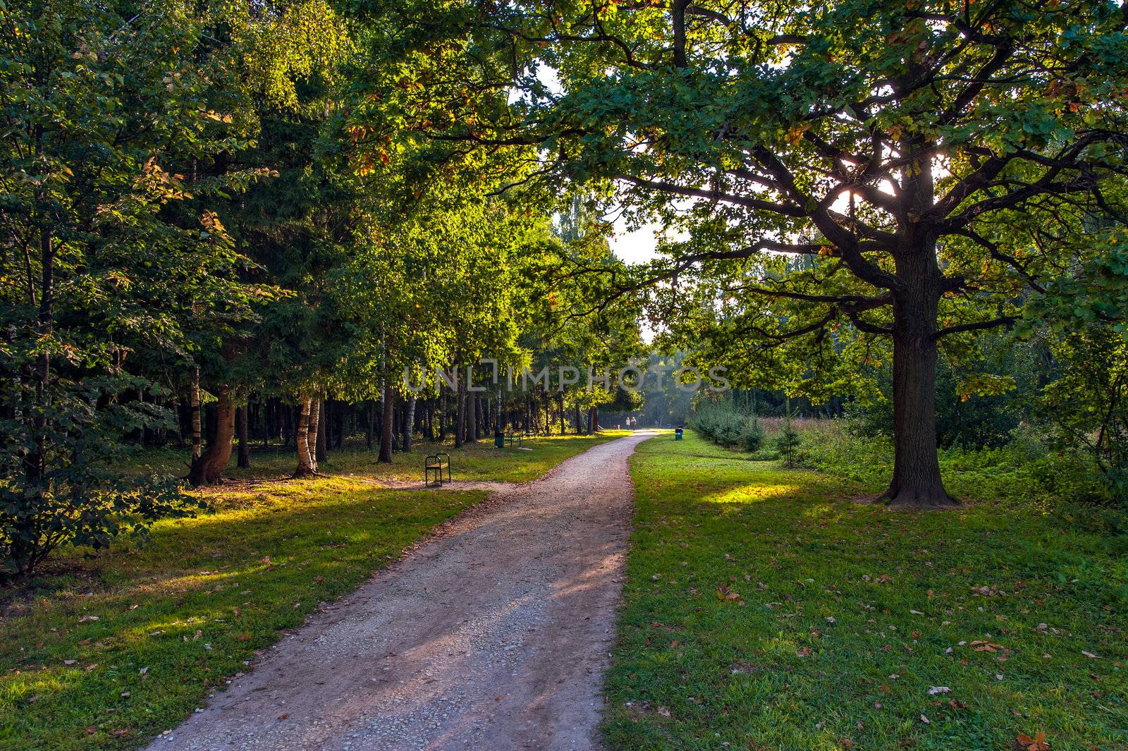 Pathway in summer park at morning