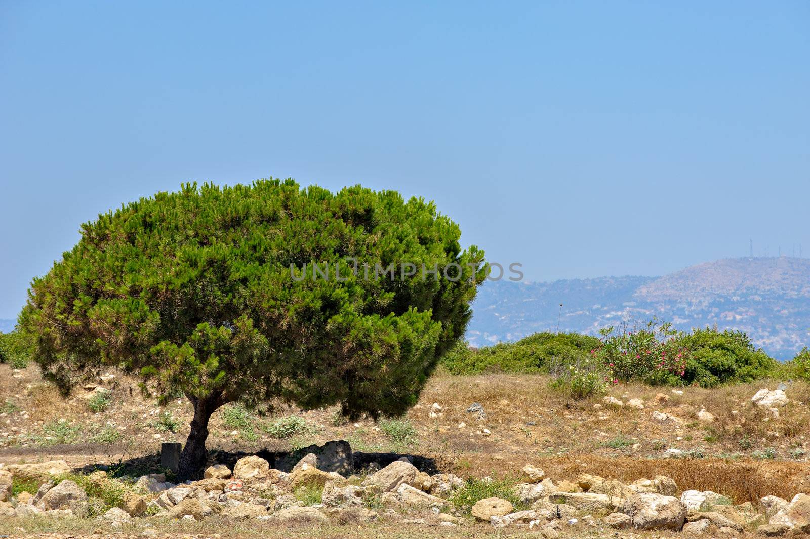 Typical cyprus landscape by mahout