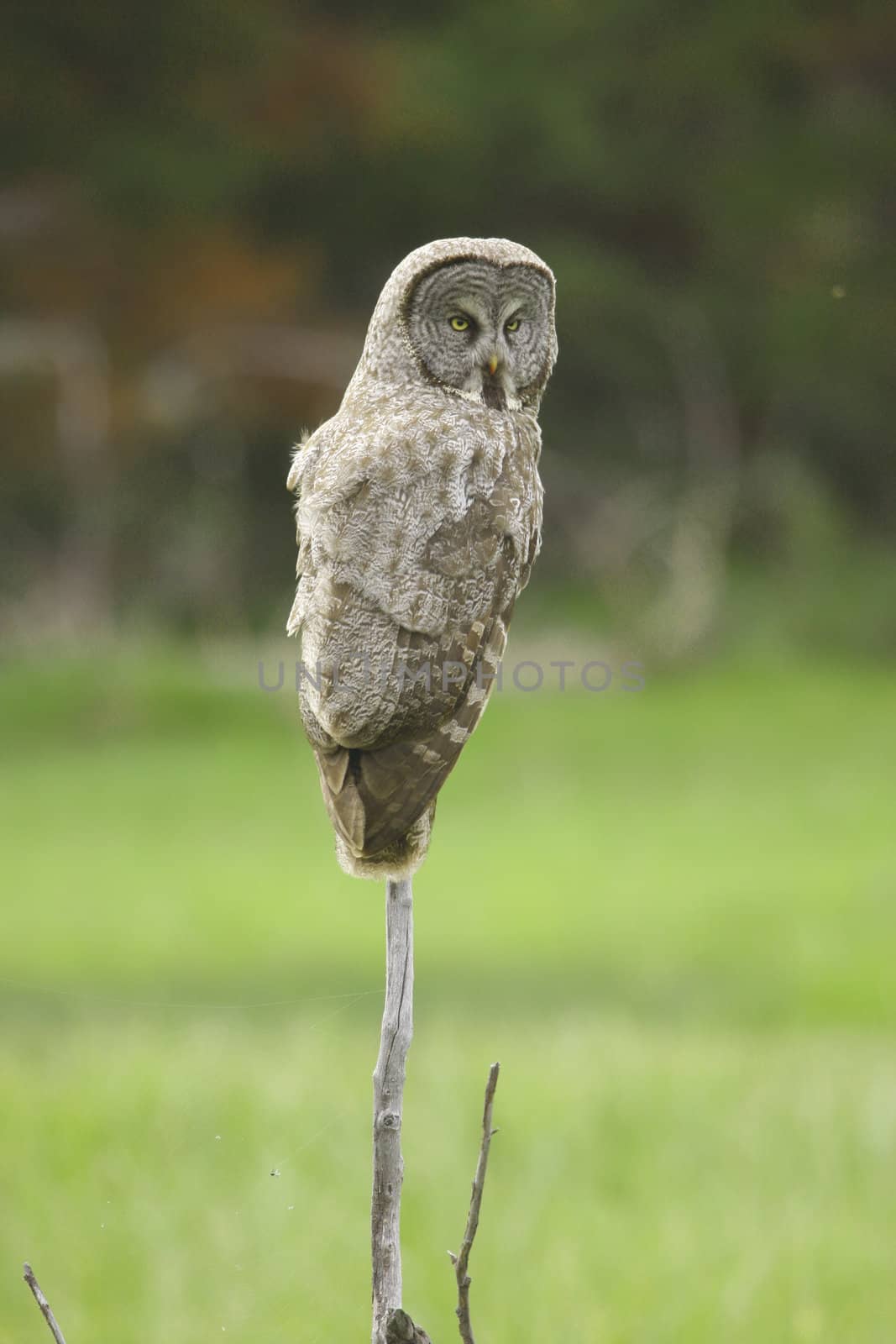 Great Gray Owl (Strix nebulosa) by donya_nedomam