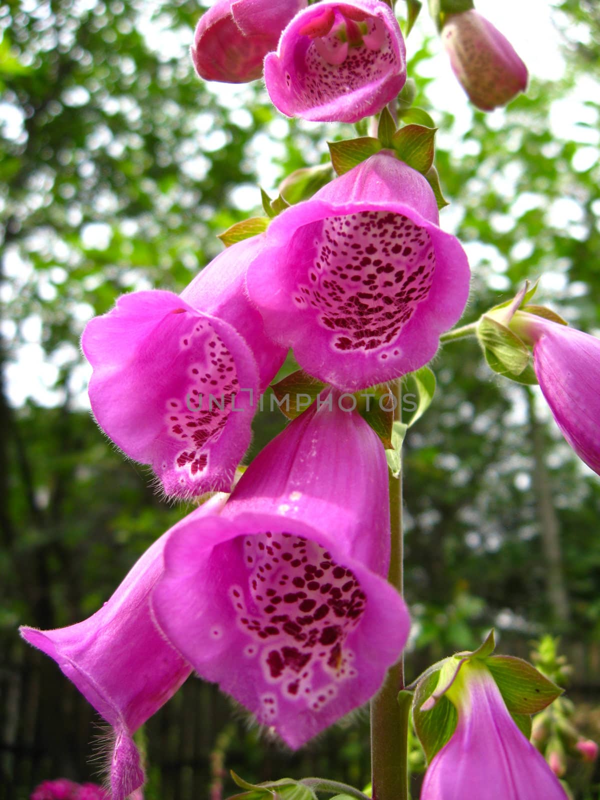 image with beautiful flower of lilac bluebell