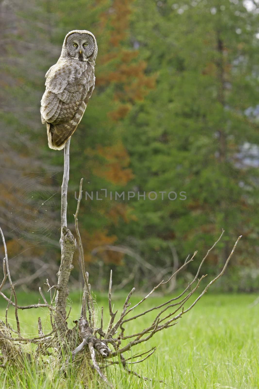 Great Gray Owl (Strix nebulosa) by donya_nedomam